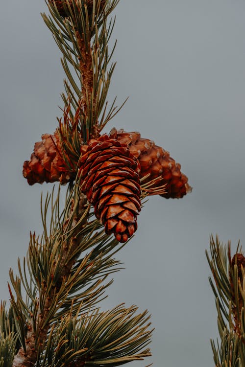 Cones on a Pine Twig