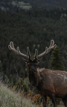 A solitary elk in the serene landscape of the Rocky Mountains during winter.