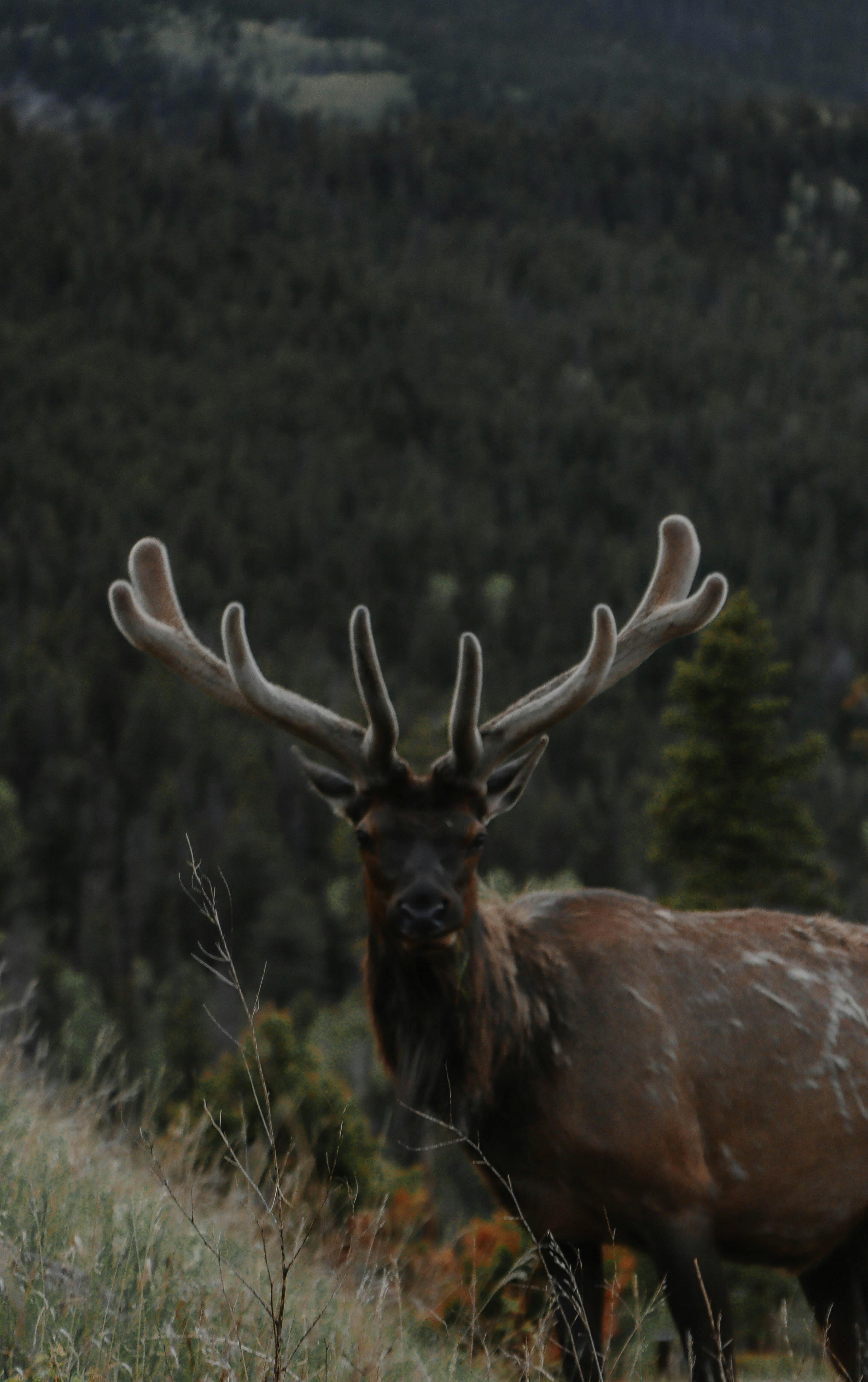 grátis Um alce solitário na paisagem serena das Montanhas Rochosas durante o inverno. Foto profissional