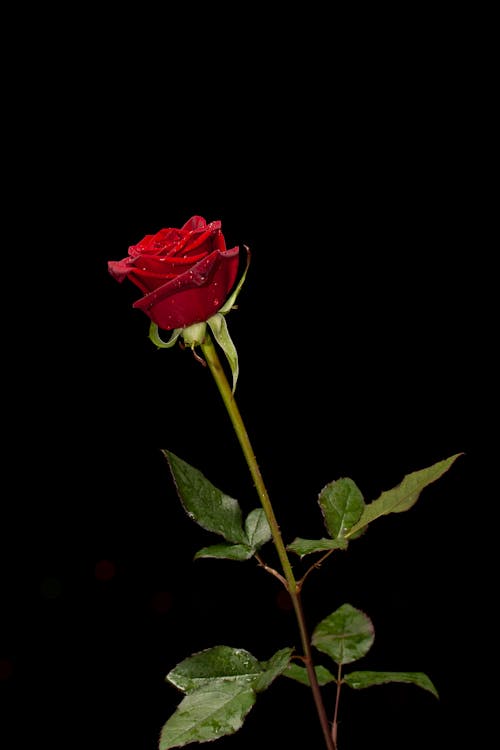 Free Photo of Red Rose Stock Photo