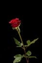 一朵充满活力的红玫瑰带着露珠，在黑色背景上绽放，象征着爱与美丽