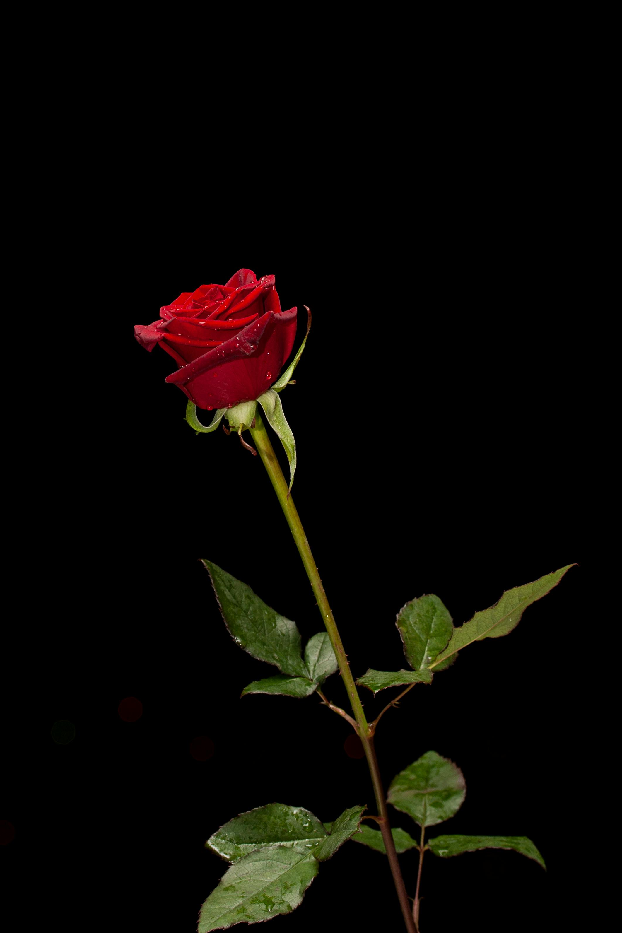 Photo Of Red Rose Free Stock Photo