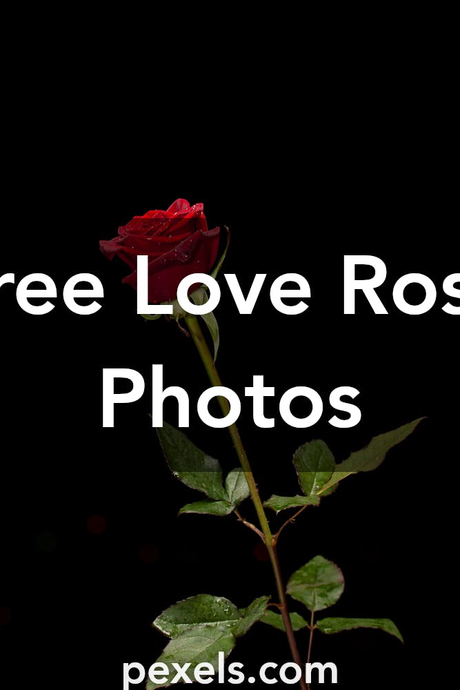 1000 Interesting Love  Rose Photos  Pexels   Free Stock 