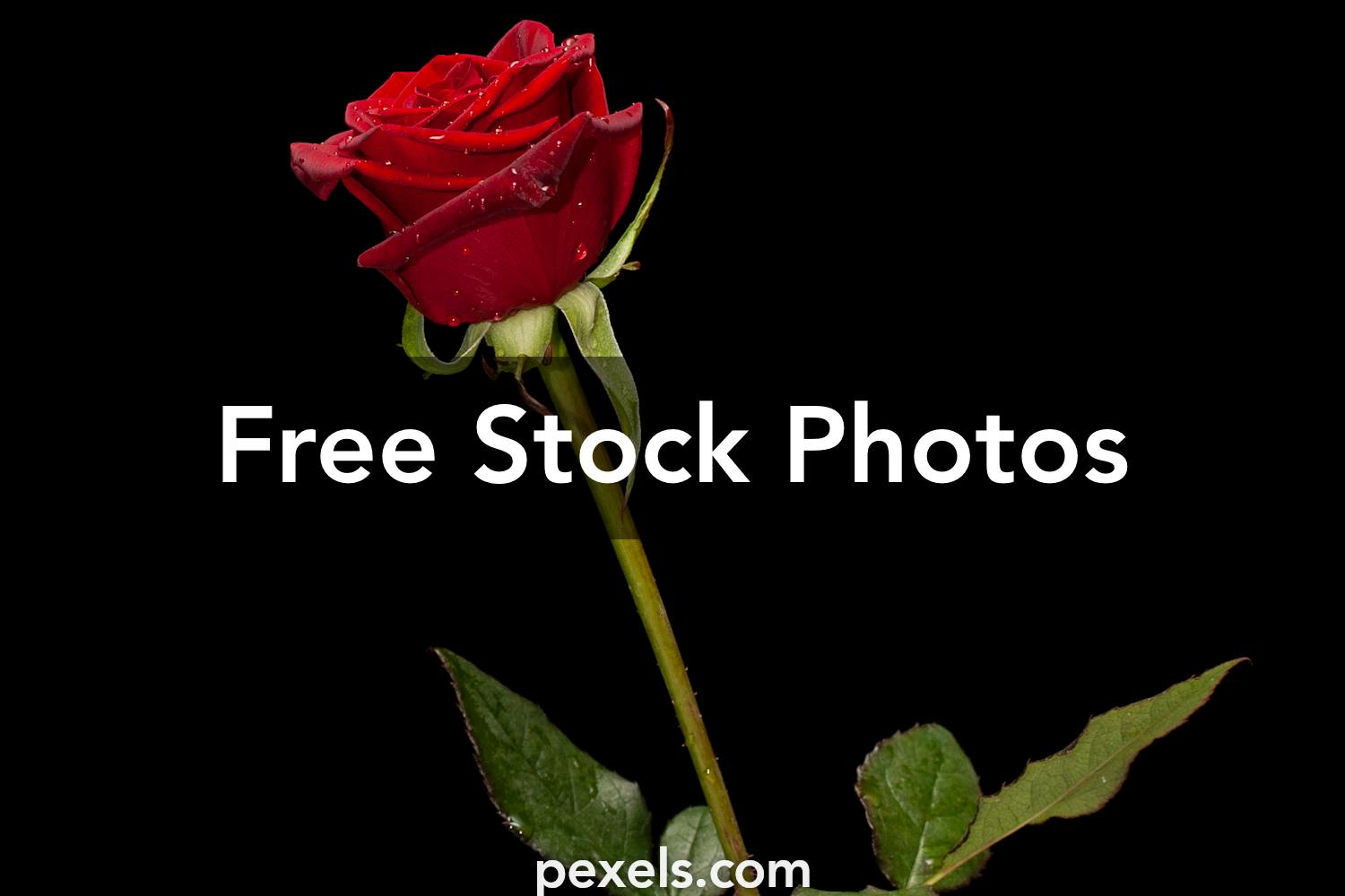 1000 Amazing Red Rose Photos Pexels Free Stock Photos Images, Photos, Reviews