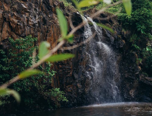 Fotos de stock gratuitas de bosque, cascada, cayendo