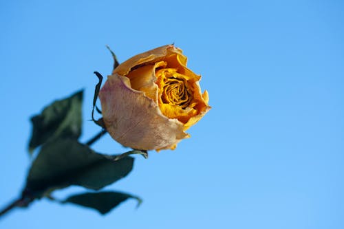 Close-Up Photo of Rose