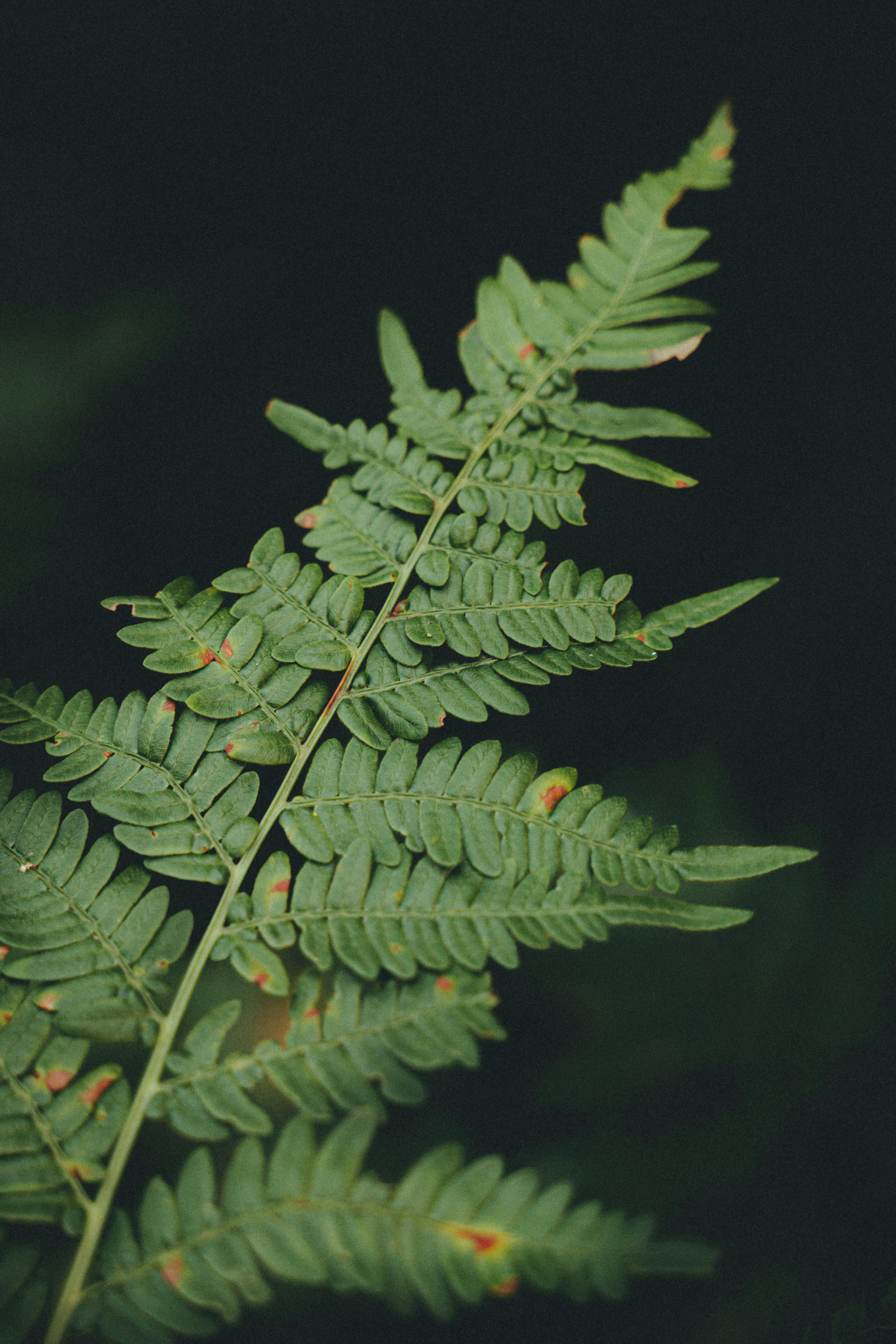 fern sprig in the forest