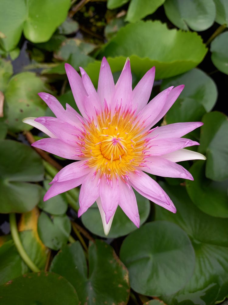 Purple Lotus Flower