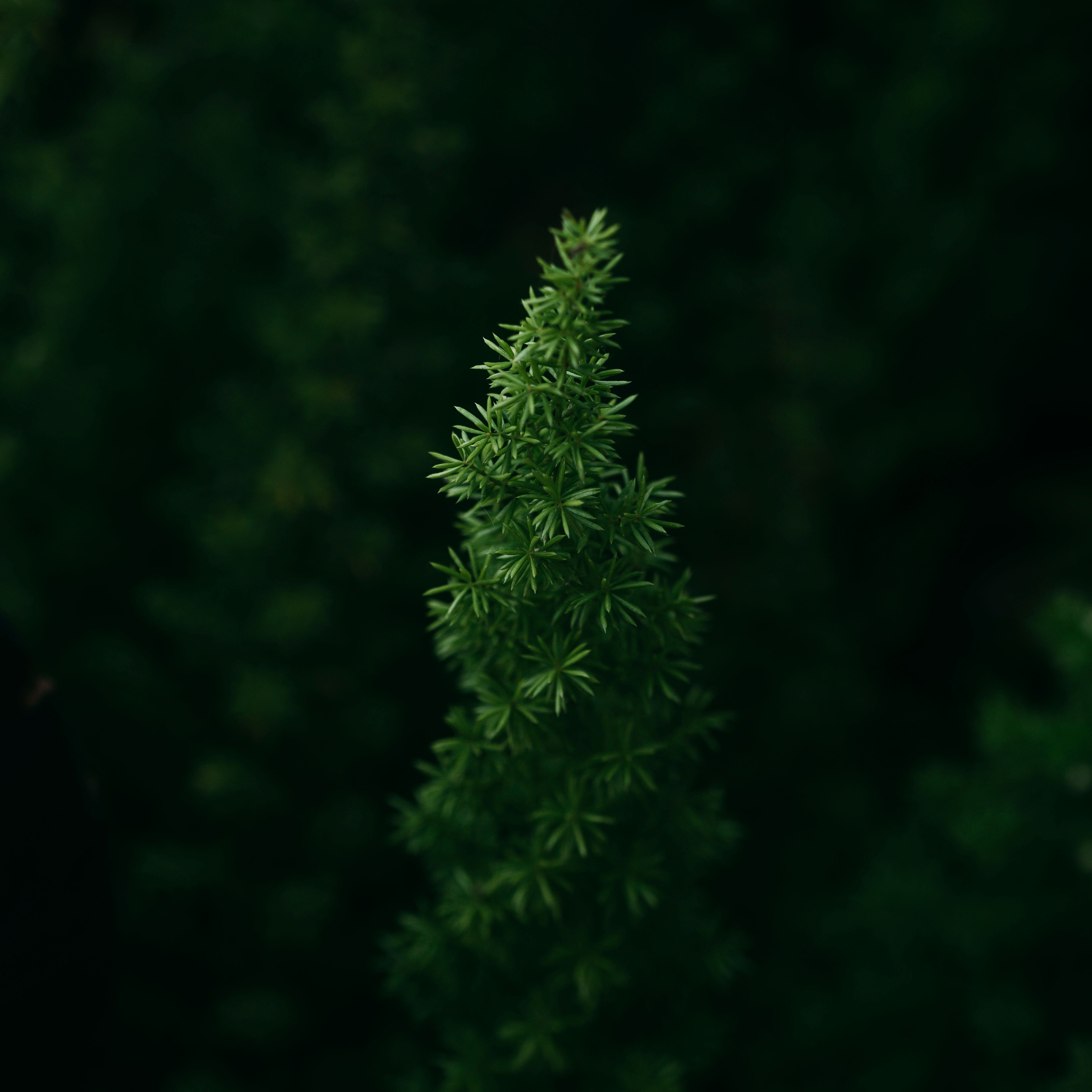 Lime Haze