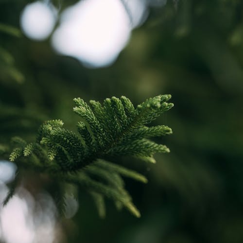 Needles on Branch