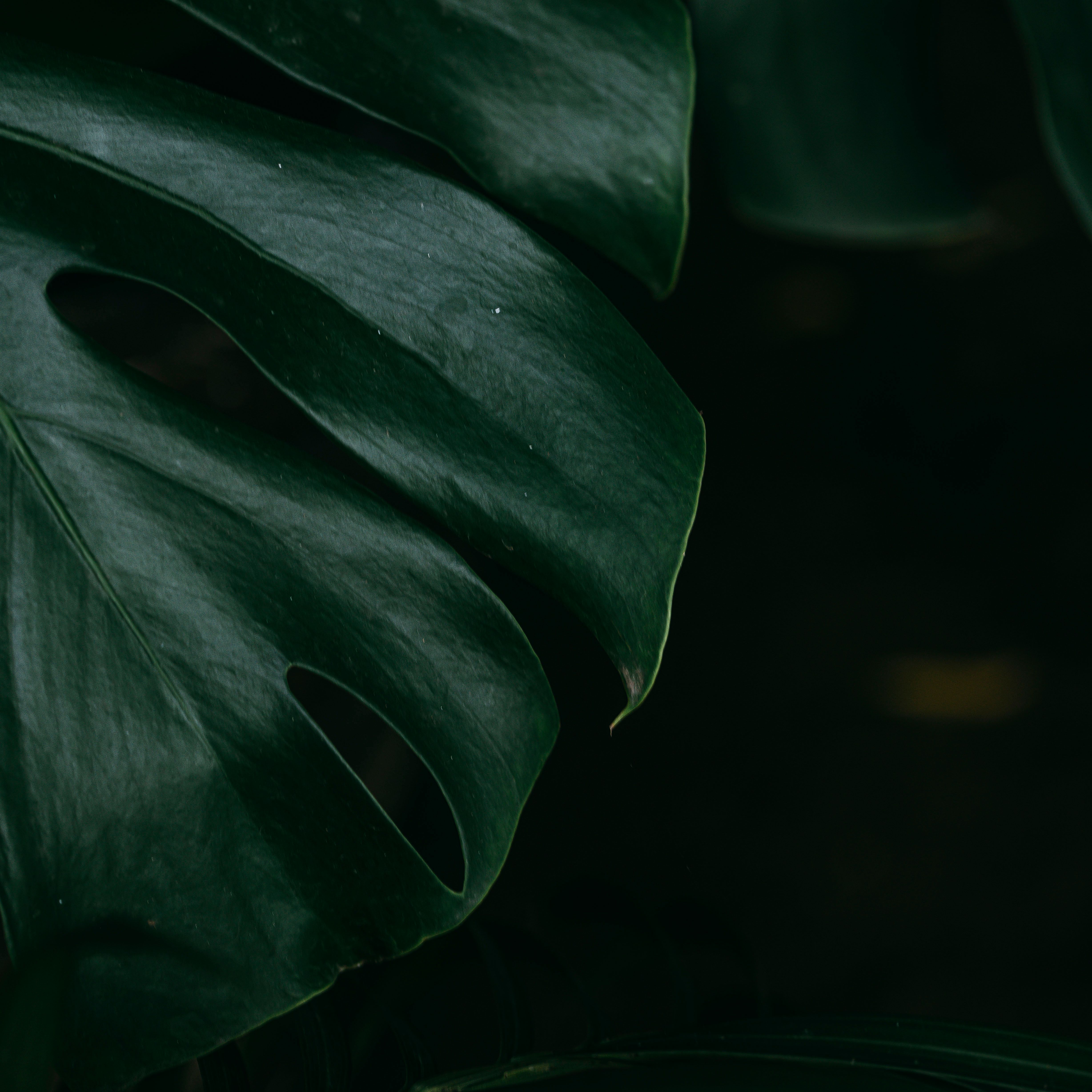 A detailed close-up of a monstera deliciosa leaf showcasing its deep green color and unique shape.. pexels, detailed, close