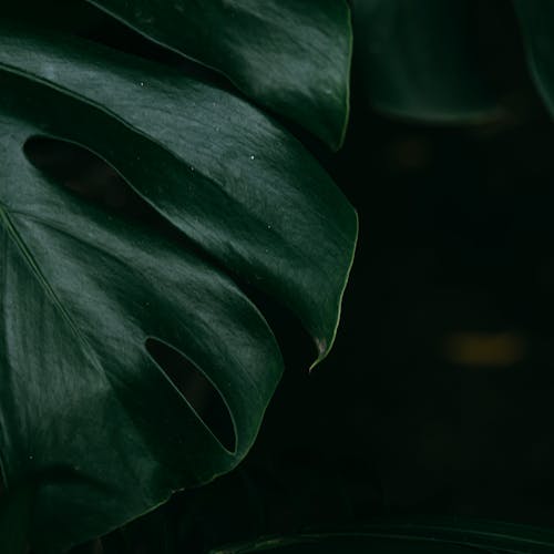 Close-up of a Dark Green Monstera Deliciosa Leaf 