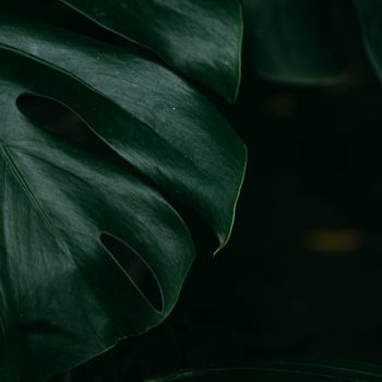 A detailed close-up of a monstera deliciosa leaf showcasing its deep green color and unique shape.. pexels, detailed, close