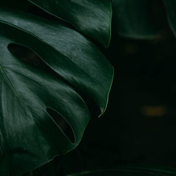 Monstera leaves in low tropical light. Photo by Thiha Myokyaw on Pexels
