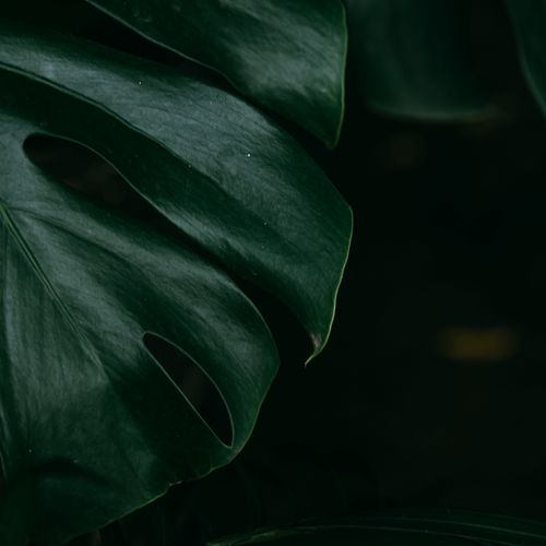 Free A detailed close-up of a monstera deliciosa leaf showcasing its deep green color and unique shape. Stock Photo