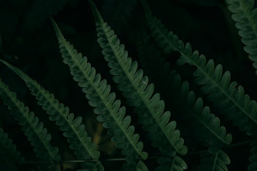 Close-up of Dark Green Fern Leaves 