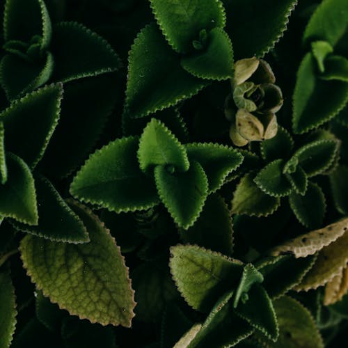 Close-up of Green Plant Leaves 