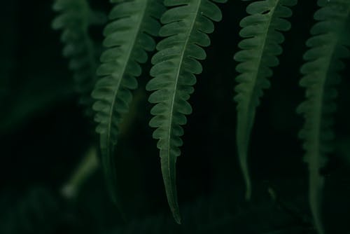 Close-up of Dark Green Fern Leaves