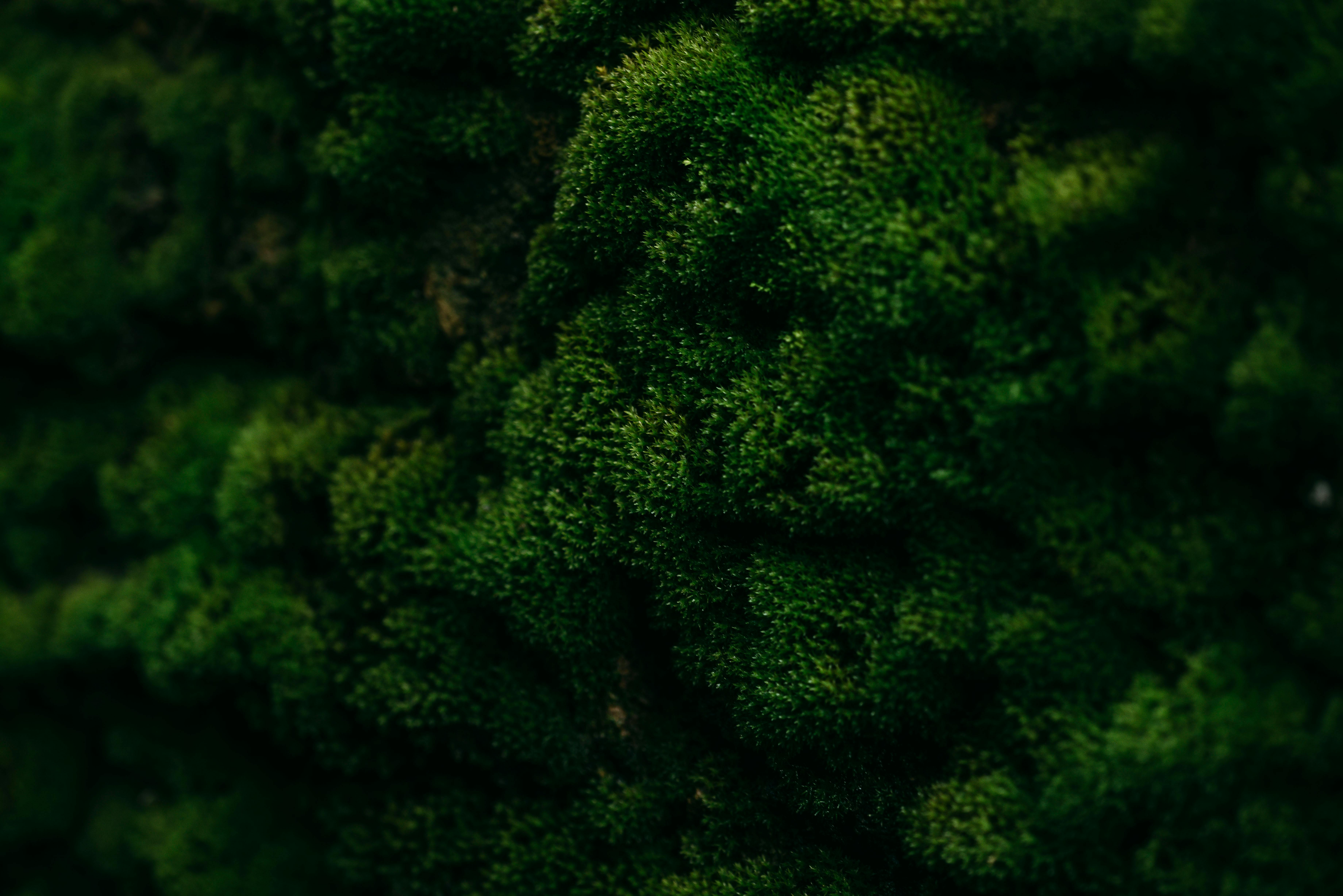 Detailed close-up of a vibrant and dense green moss surface, showcasing natural patterns.