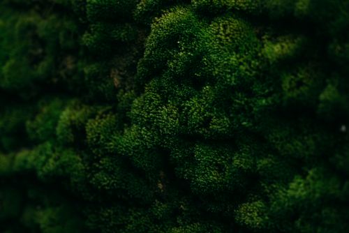 Free Detailed close-up of a vibrant and dense green moss surface, showcasing natural patterns. Stock Photo
