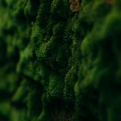 Dense green moss macro — photo by Thiha Myokyaw on Pexels