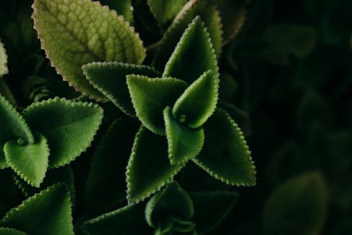 koyu yeşil, koyu yeşil bitkiler, koyu yeşil yapraklar içeren Ücretsiz stok fotoğraf