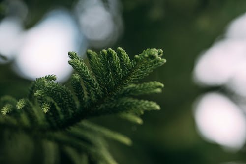 Close-up of a Branch of a Coniferous Tree