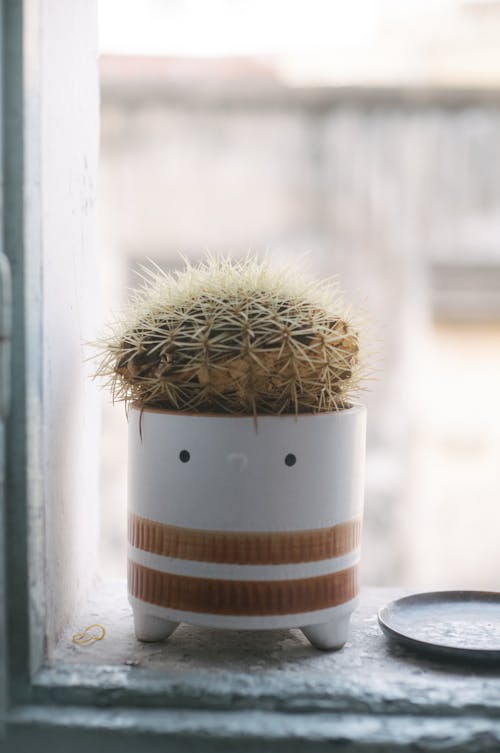 Spiky Potted Cactus Standing on Windowsill