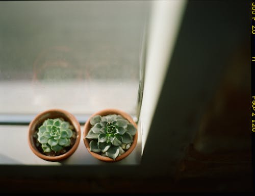 Potted Succulents on Windowsill