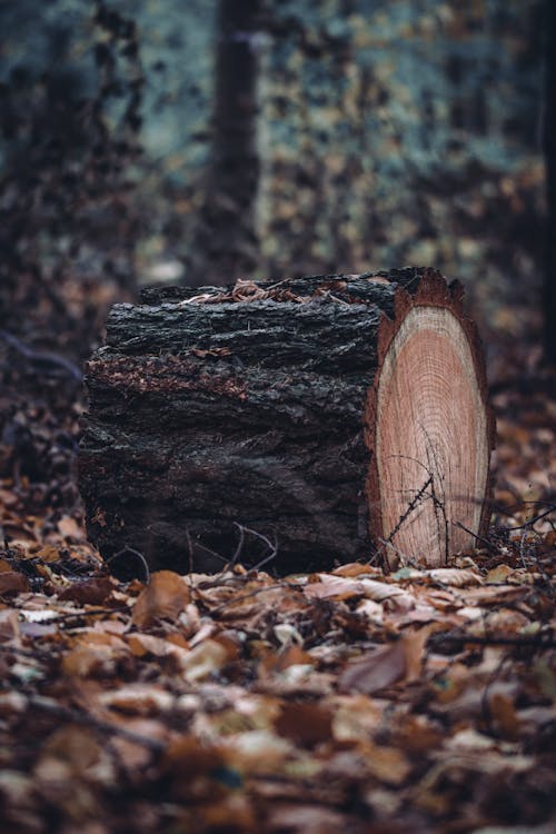 Fotobanka s bezplatnými fotkami na tému dedinský, drevo na oheň, jeseň