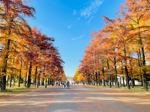 View of an Alley between Colorful Autumnal Trees 