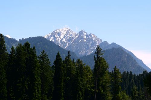 Free Majestic snow-capped mountain surrounded by dense green conifer forest under a clear blue sky. Stock Photo