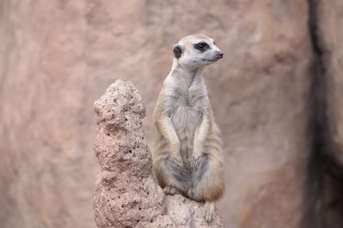 Meerkat Sitting on Rock