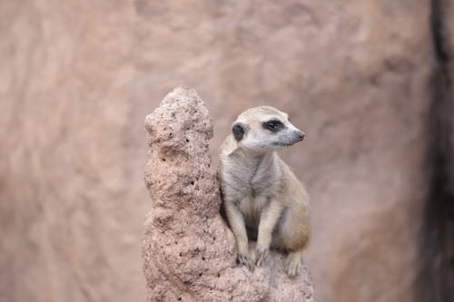 Meerkat Sitting on Rock