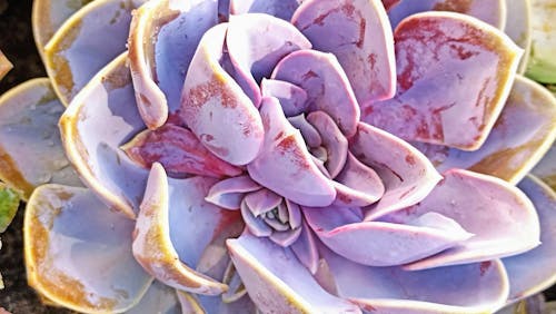 arranjo floral, ayrıntılar, bitki aşığı içeren Ücretsiz stok fotoğraf