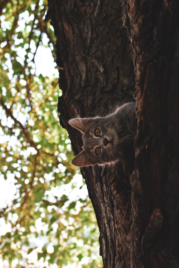 Small Cat Looking From The Tree