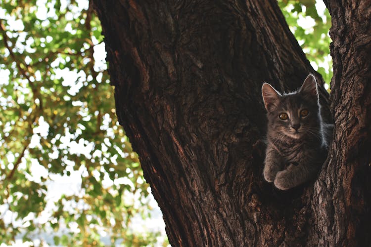 Small Cat Sitting On A Tree