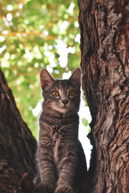 Free A curious tabby cat perched among the trees in a vibrant summer forest. Stock Photo
