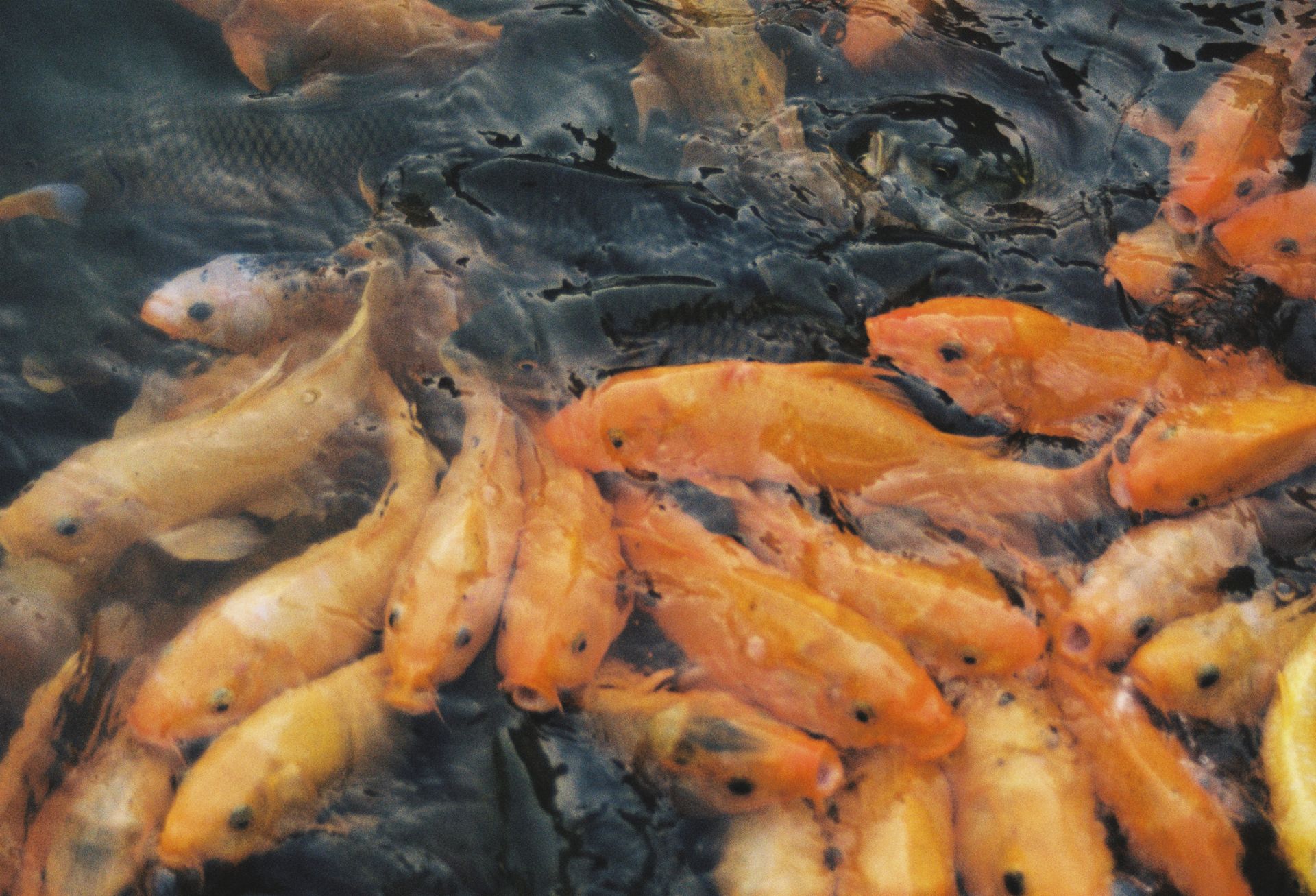 Colorful goldfish swimming in clear water, showcasing nature's beauty and aquatic life.