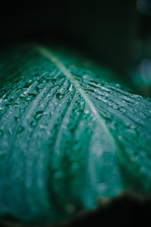 Selective Focus Photography of Water Droplets