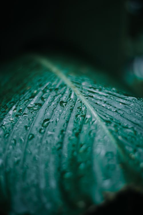 Selective Focus Photo of Water Droplets
