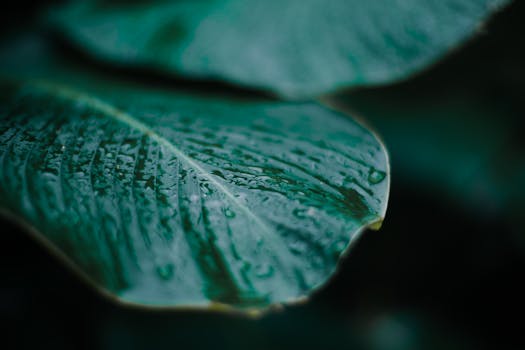 一张宏观照片捕捉到了绿叶上充满活力的露珠细节