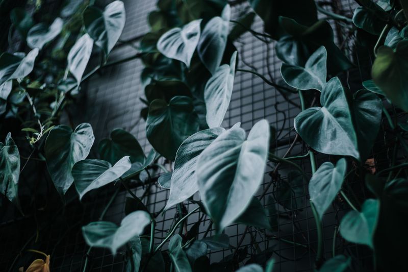 heart shaped philodendron leaves trailing down a shelf