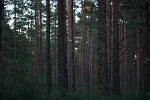 Tranquil pine forest at twilight capturing the serene nature and tall trees.