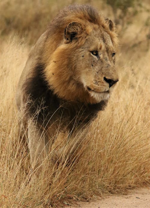 Free Lion in Savannah Stock Photo