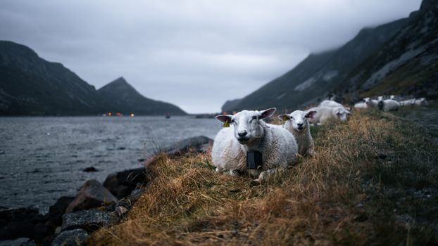 "Baa"