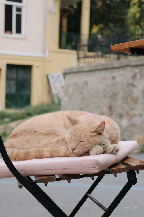 Free A peaceful ginger cat sleeping comfortably on a wooden chair outdoors during summer. Stock Photo