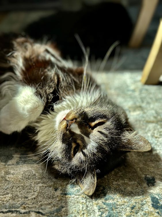 ネコ, ぶち, フロアの無料の写真素材