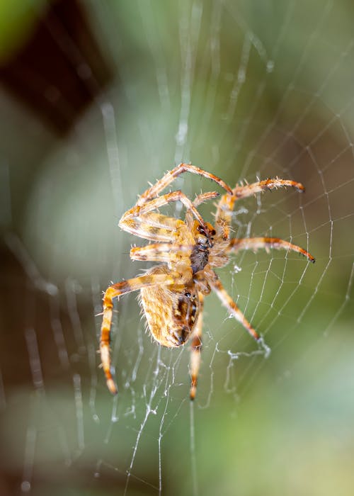 Foto profissional grátis de aranha de jardim europeia, fechar-se, fotografia animal