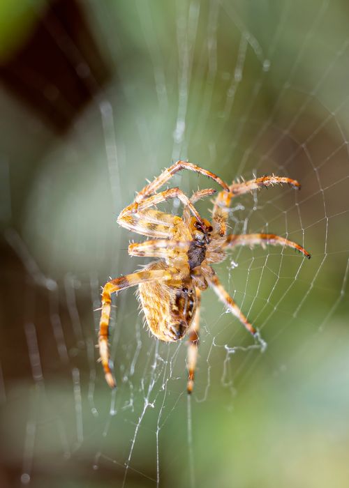 Free Detailed shot of a European garden spider (Araneus diadematus) weaving its web in natural habitat. Stock Photo